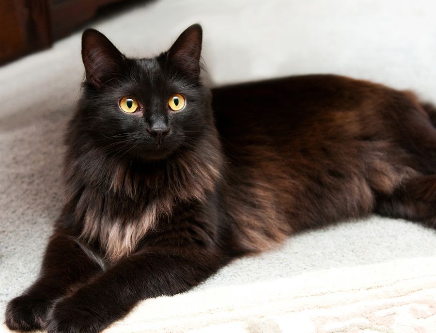 Katze
